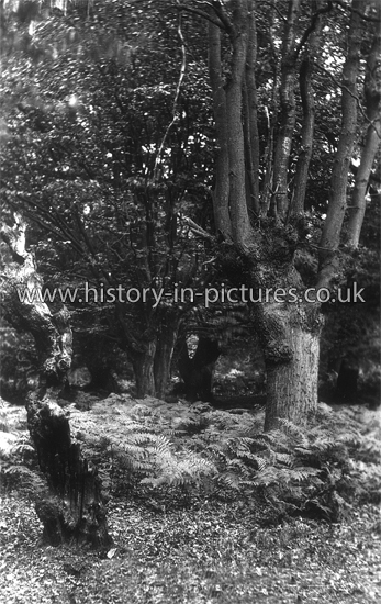 A Glimpse of Epping Forest, Essex. c.1960's